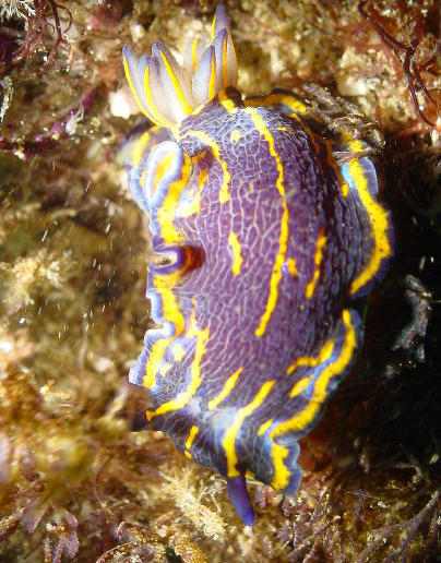 Hypselodoris picta tema